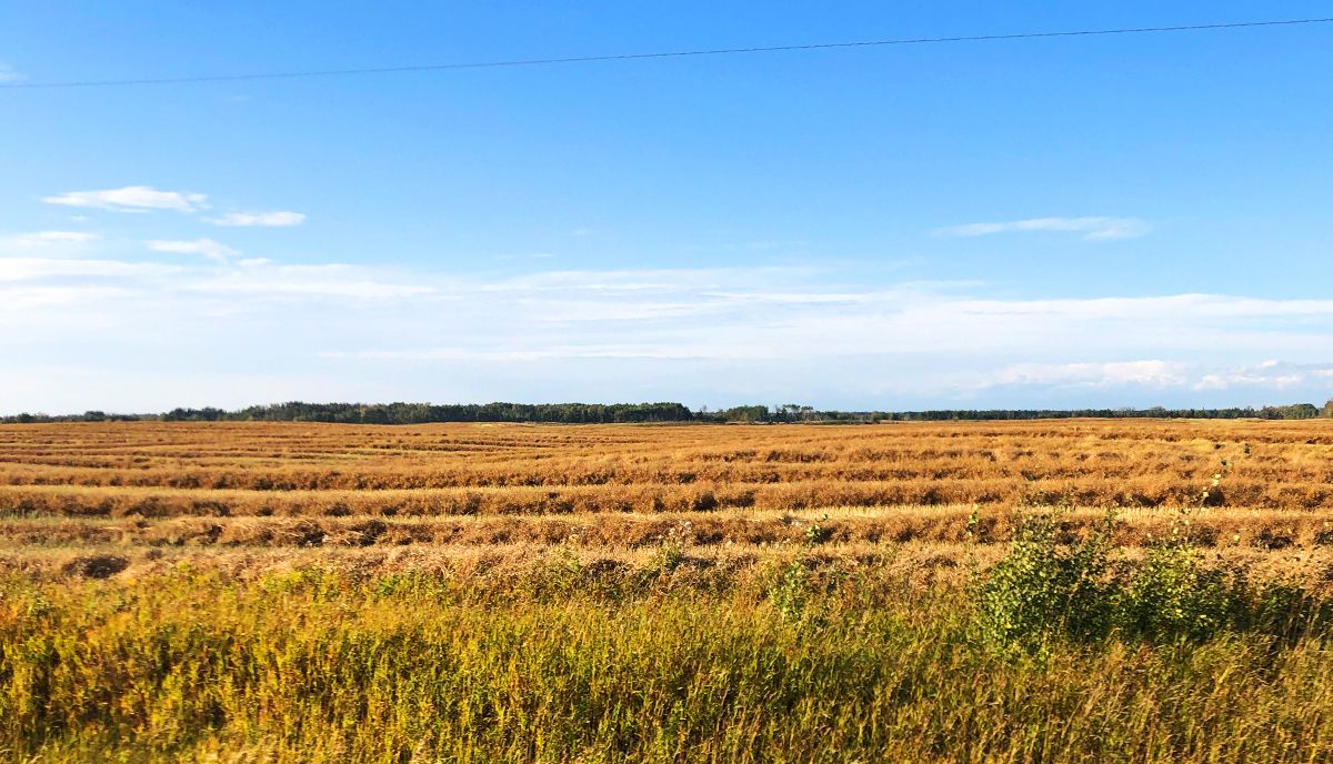 Peace Country Farmland